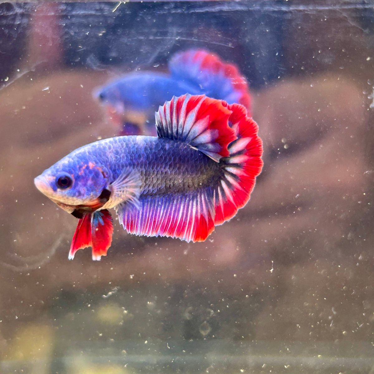 Red Mascot Plakat - Male Betta 124