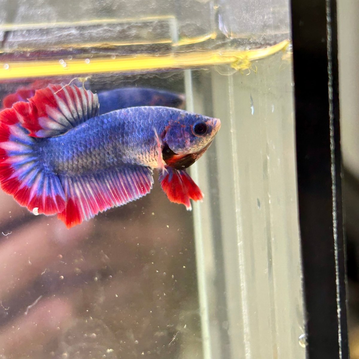 Red Mascot Plakat - Male Betta 124