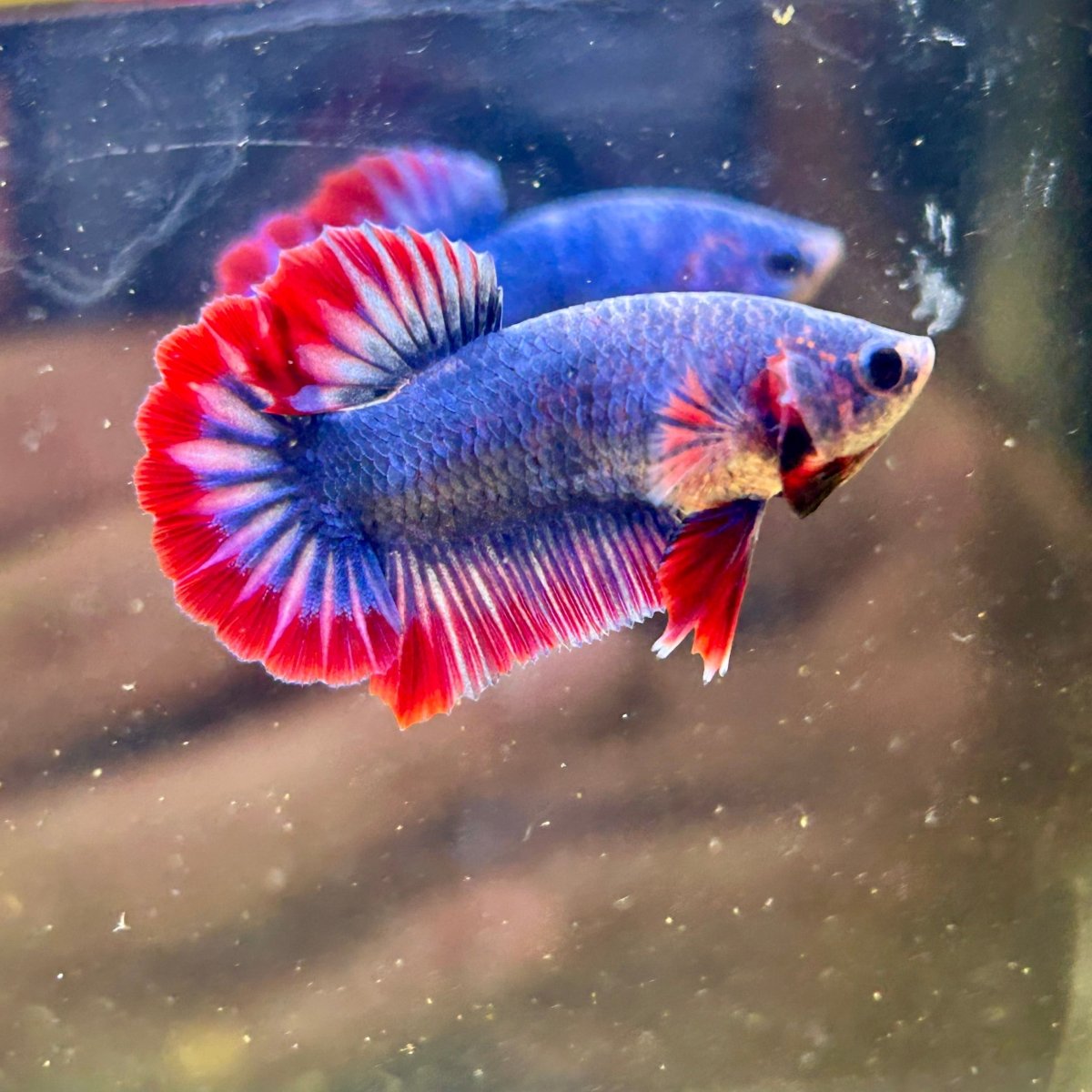 Red Mascot Plakat - Male Betta 124