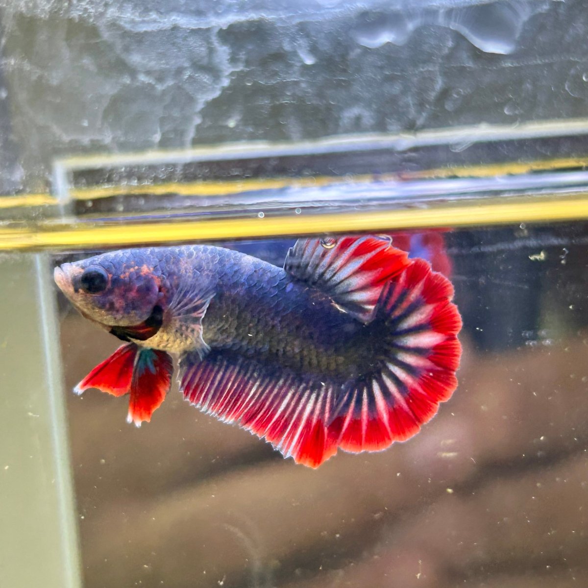 Red Mascot Plakat - Male Betta 124