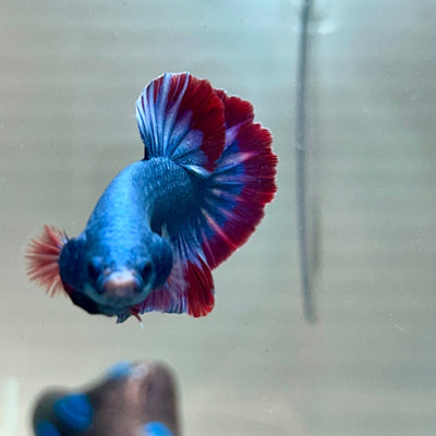 Red Mascot Plakat - Male Betta A06