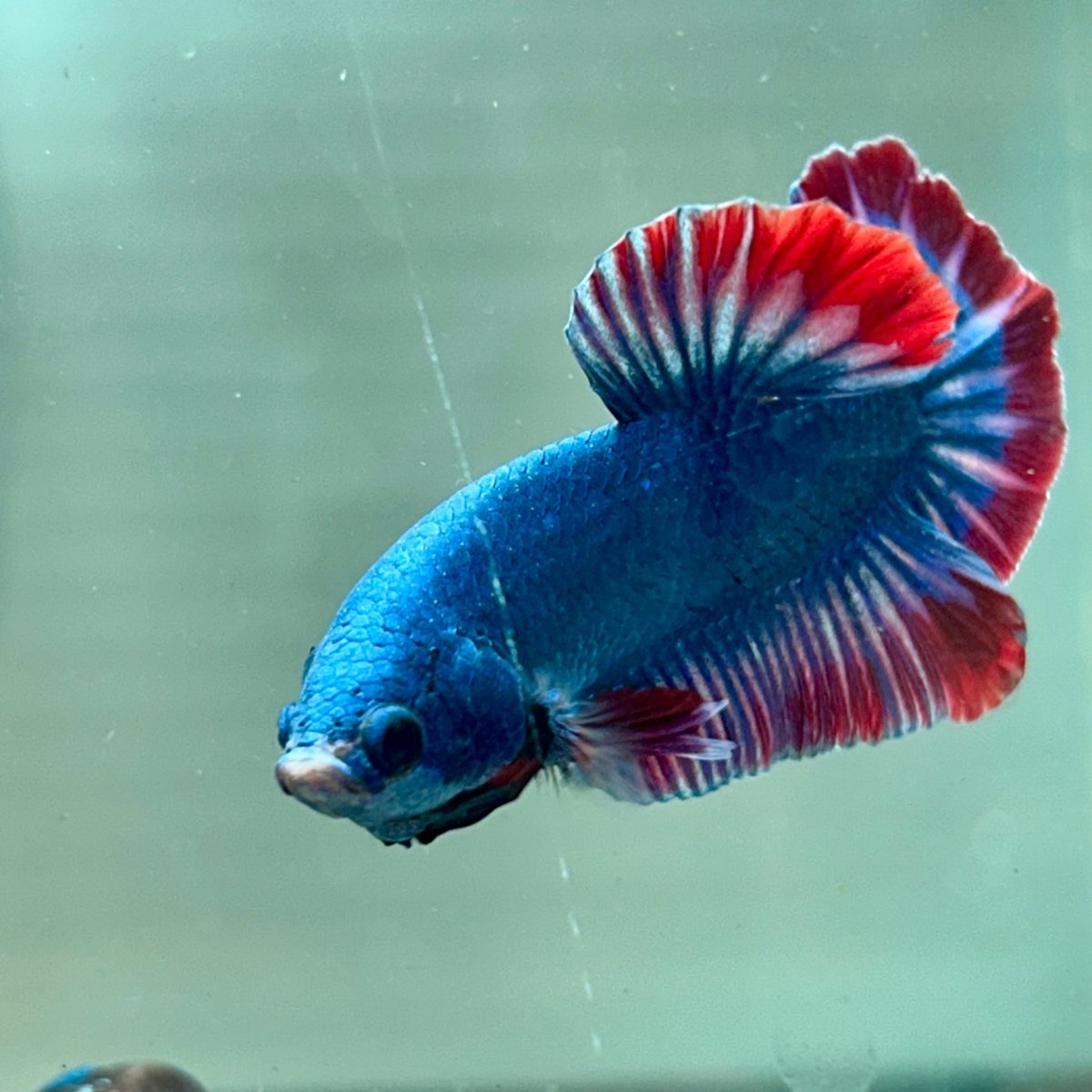 Red Mascot Plakat - Male Betta A06