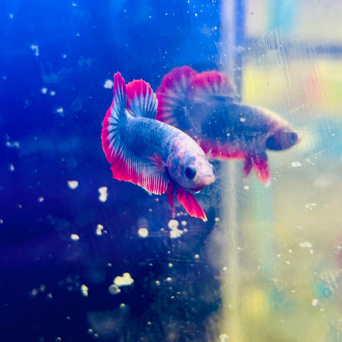 Red Mascot Plakat - Male Betta A57