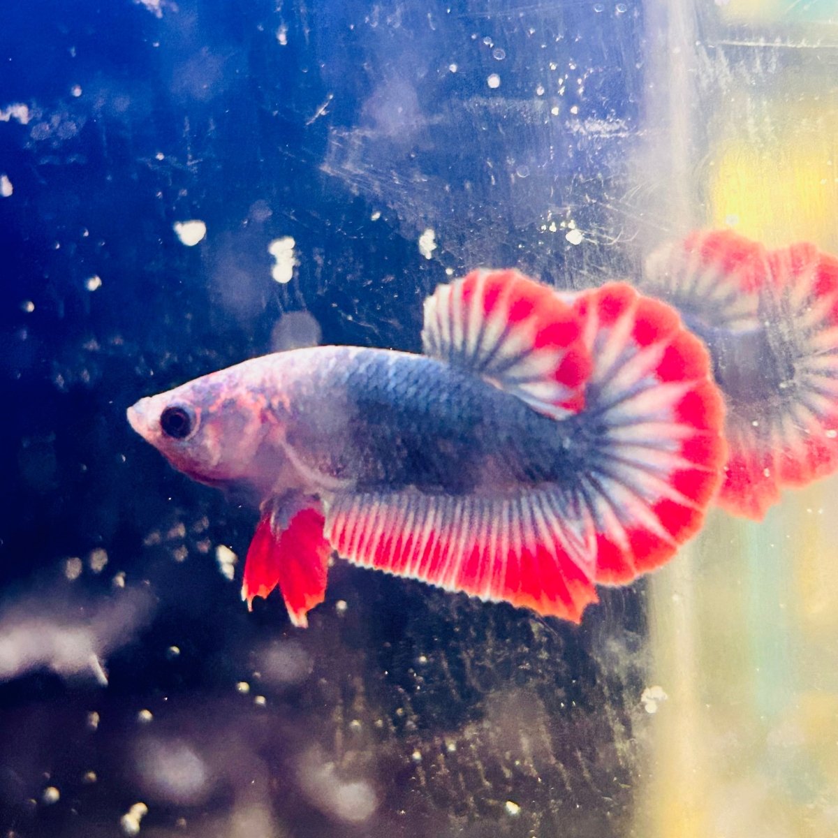 Red Mascot Plakat - Male Betta A57