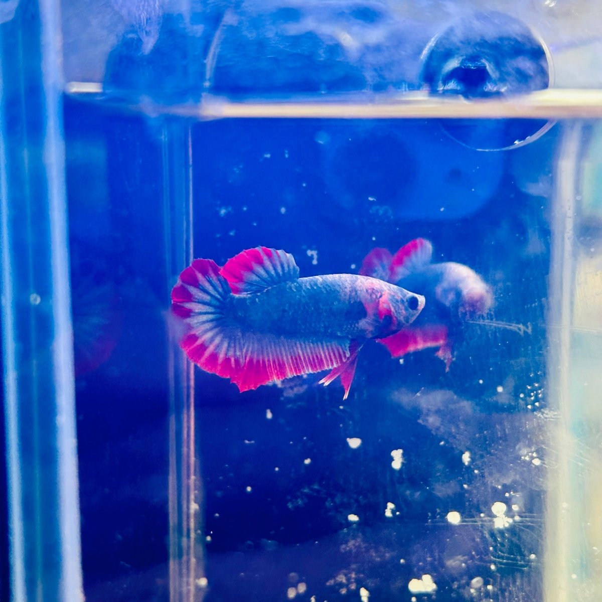 Red Mascot Plakat - Male Betta A57