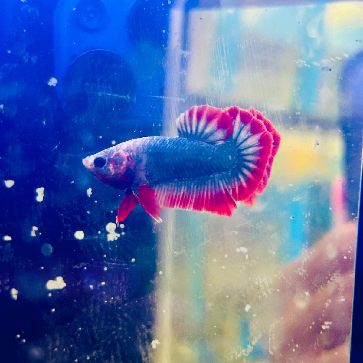 Red Mascot Plakat - Male Betta A57