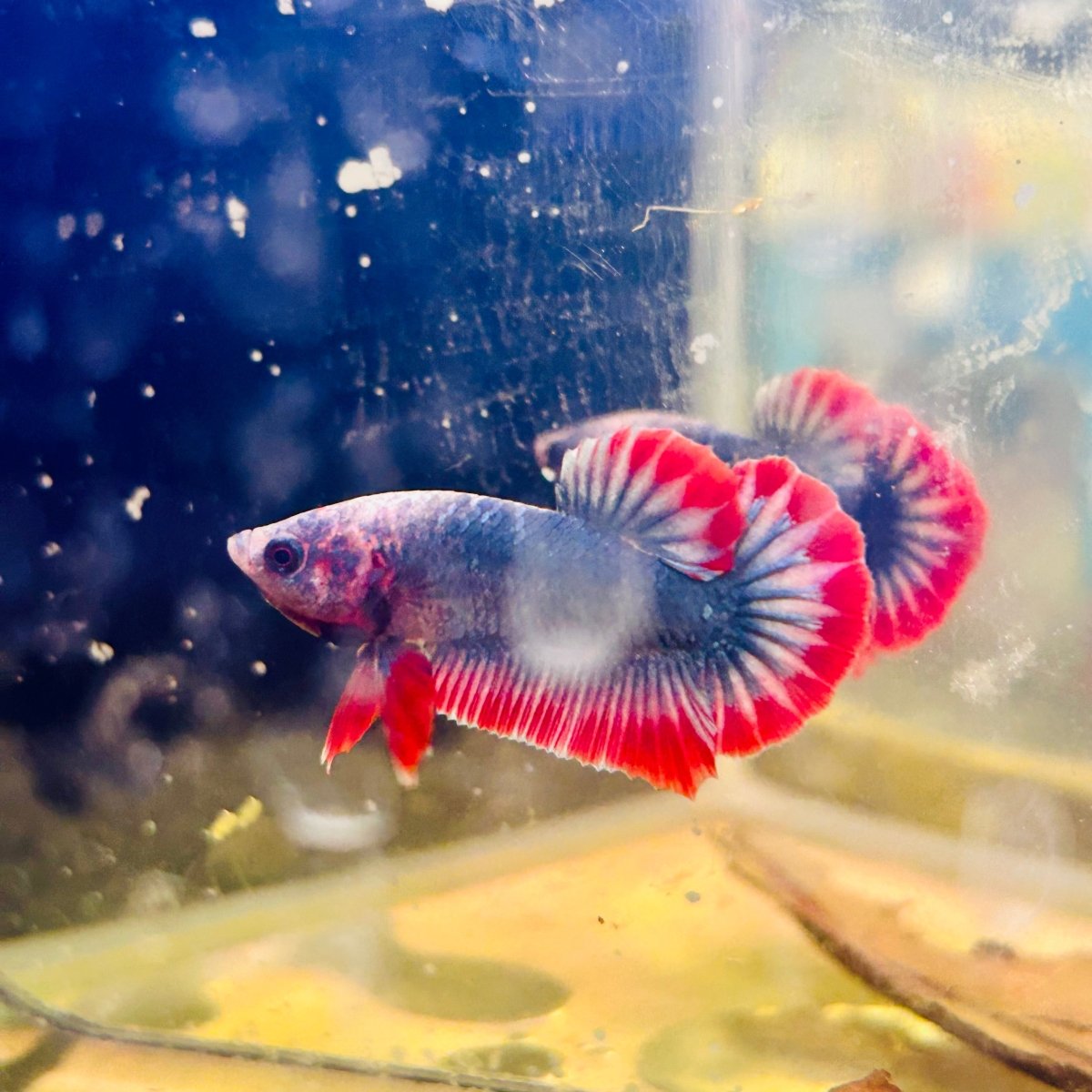 Red Mascot Plakat - Male Betta A57
