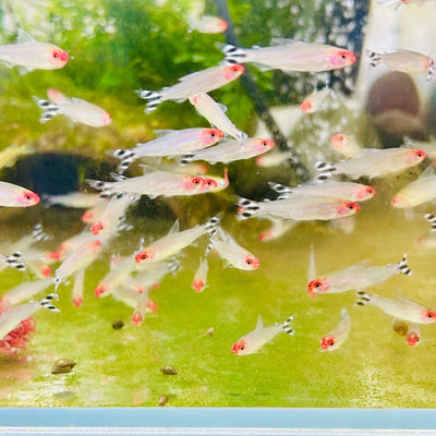 Red Rummy Nose Tetra Live Fish