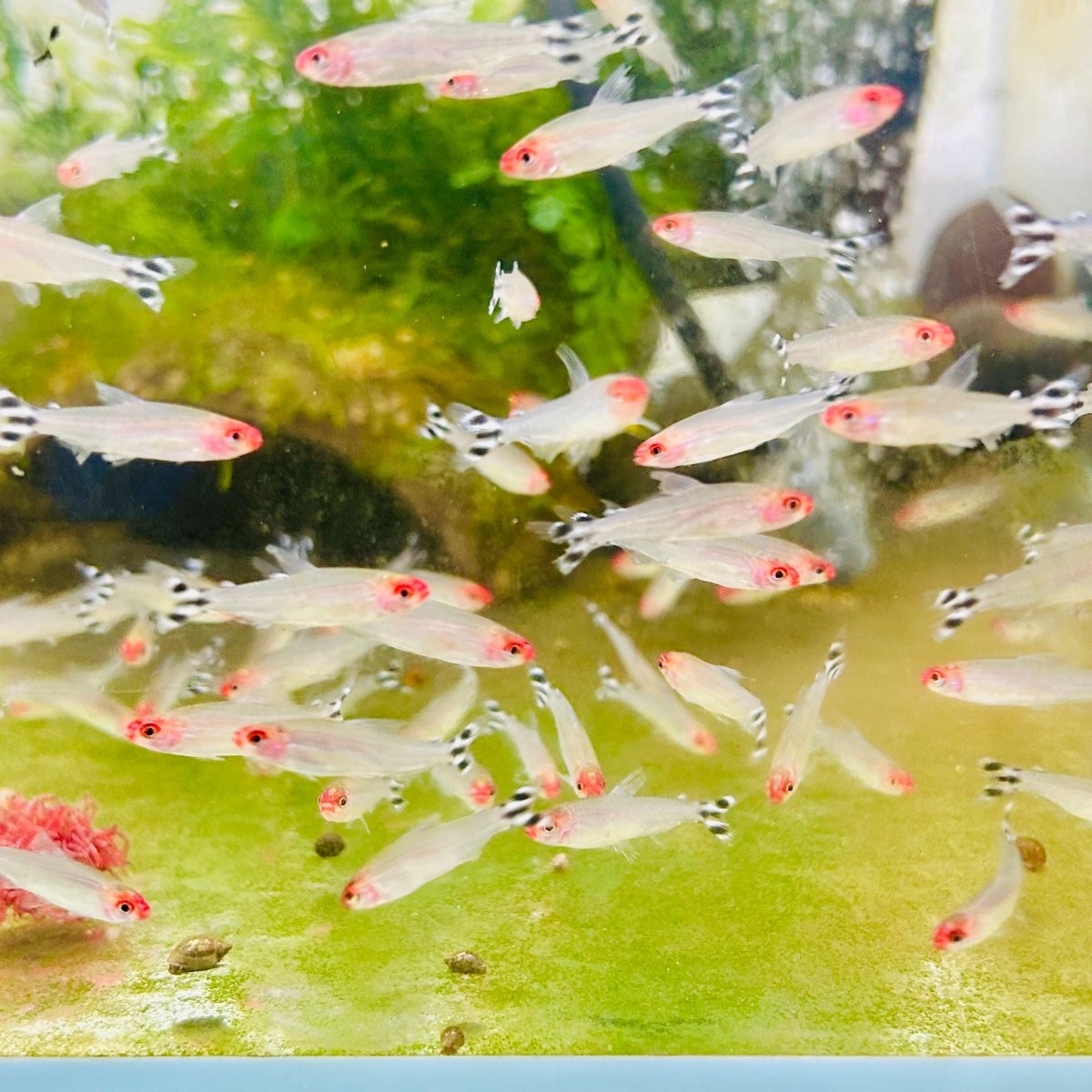 Red Rummy Nose Tetra Live Fish