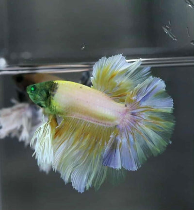 Rose Tail Yellow Butterfly Black Head King neon - Male Betta