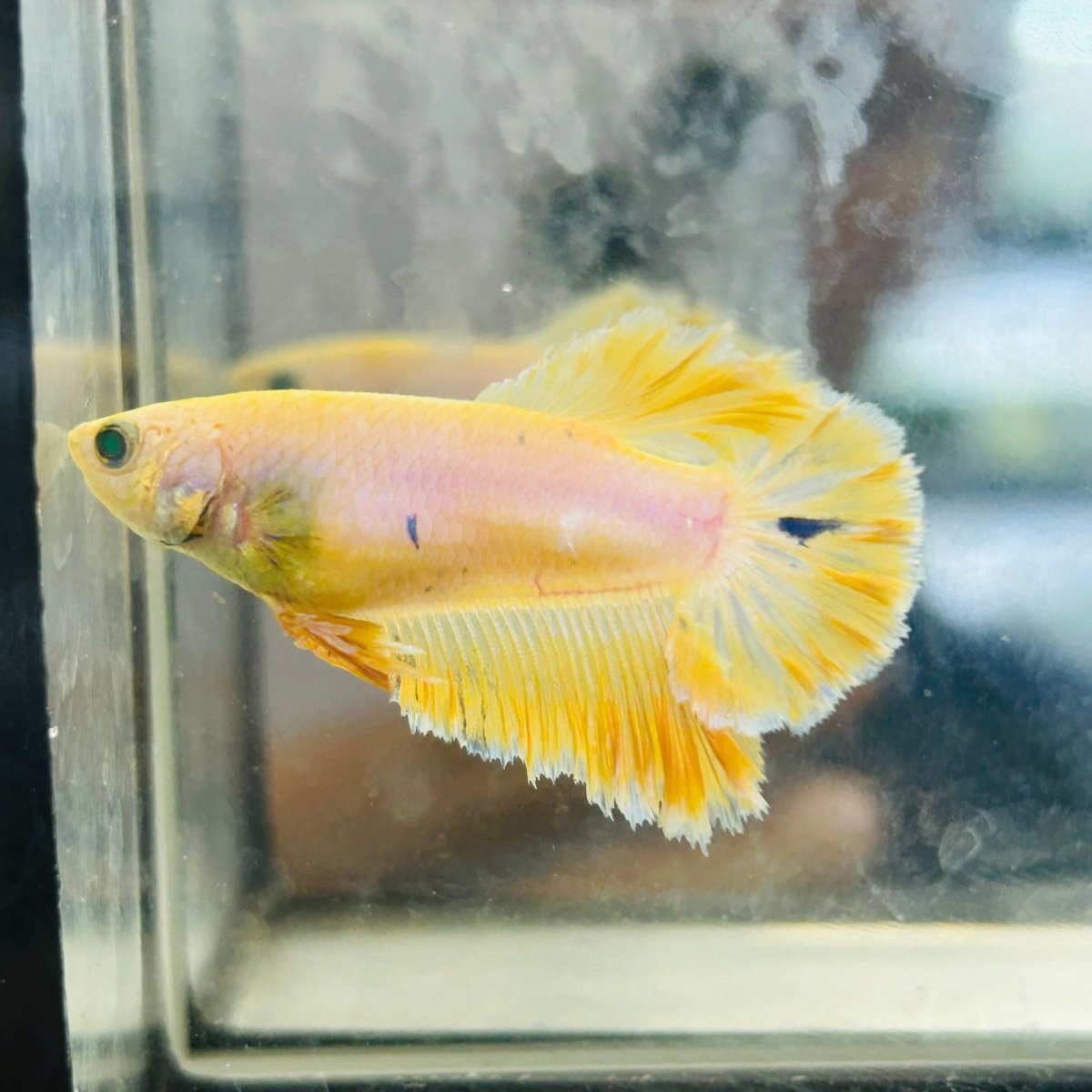 Rose Tail Yellow King neon - Female Betta 074