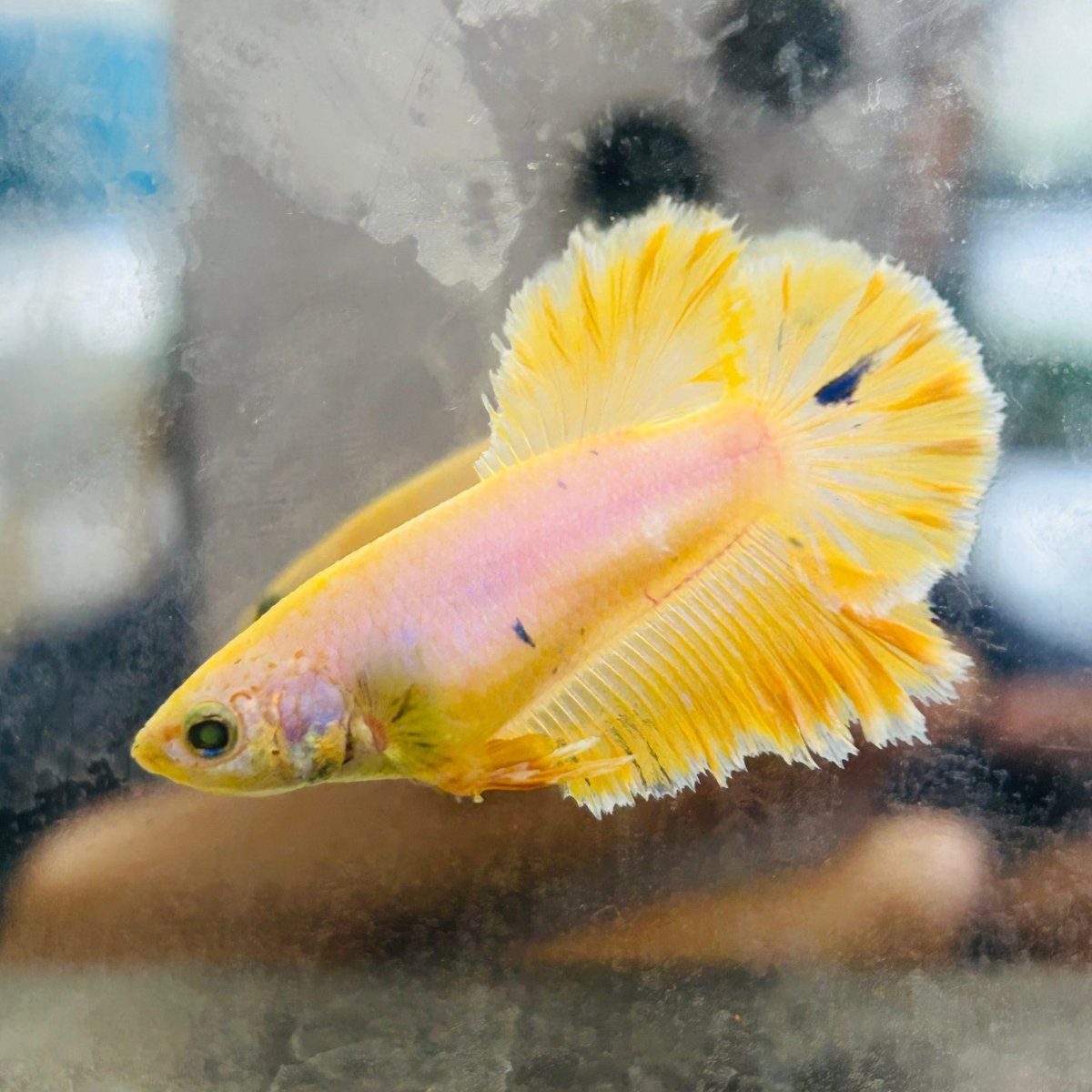 Rose Tail Yellow King neon - Female Betta 074