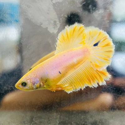 Rose Tail Yellow King neon - Female Betta 074