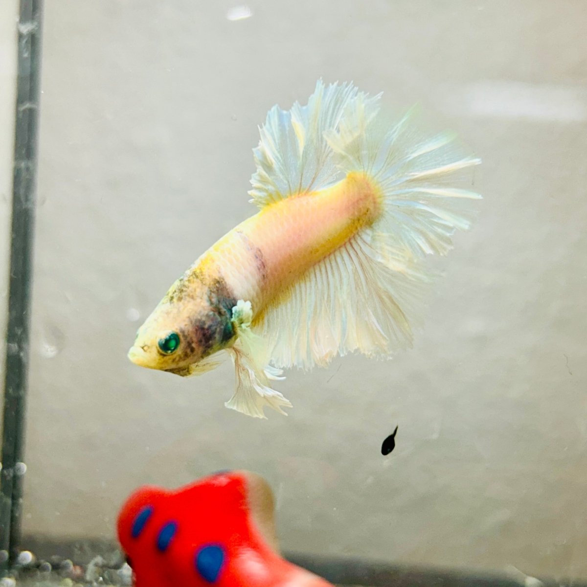 Rosetail Light Yellow Neon Male Betta 052