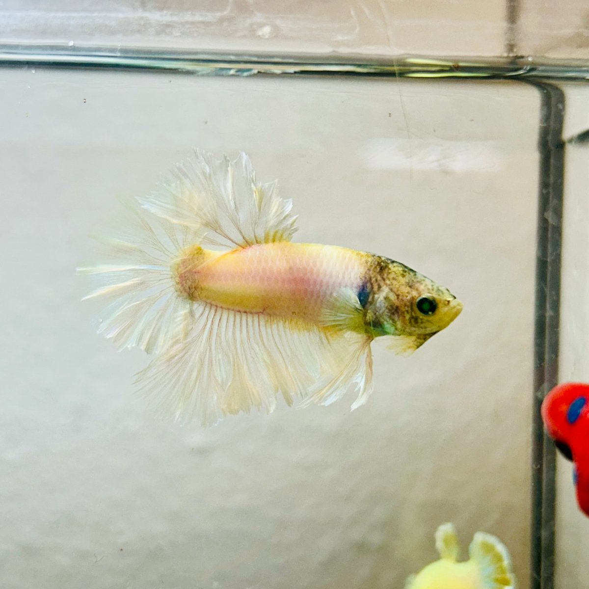 Rosetail Light Yellow Neon Male Betta 052