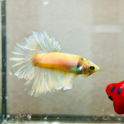 Rosetail Light Yellow Neon Male Betta 052