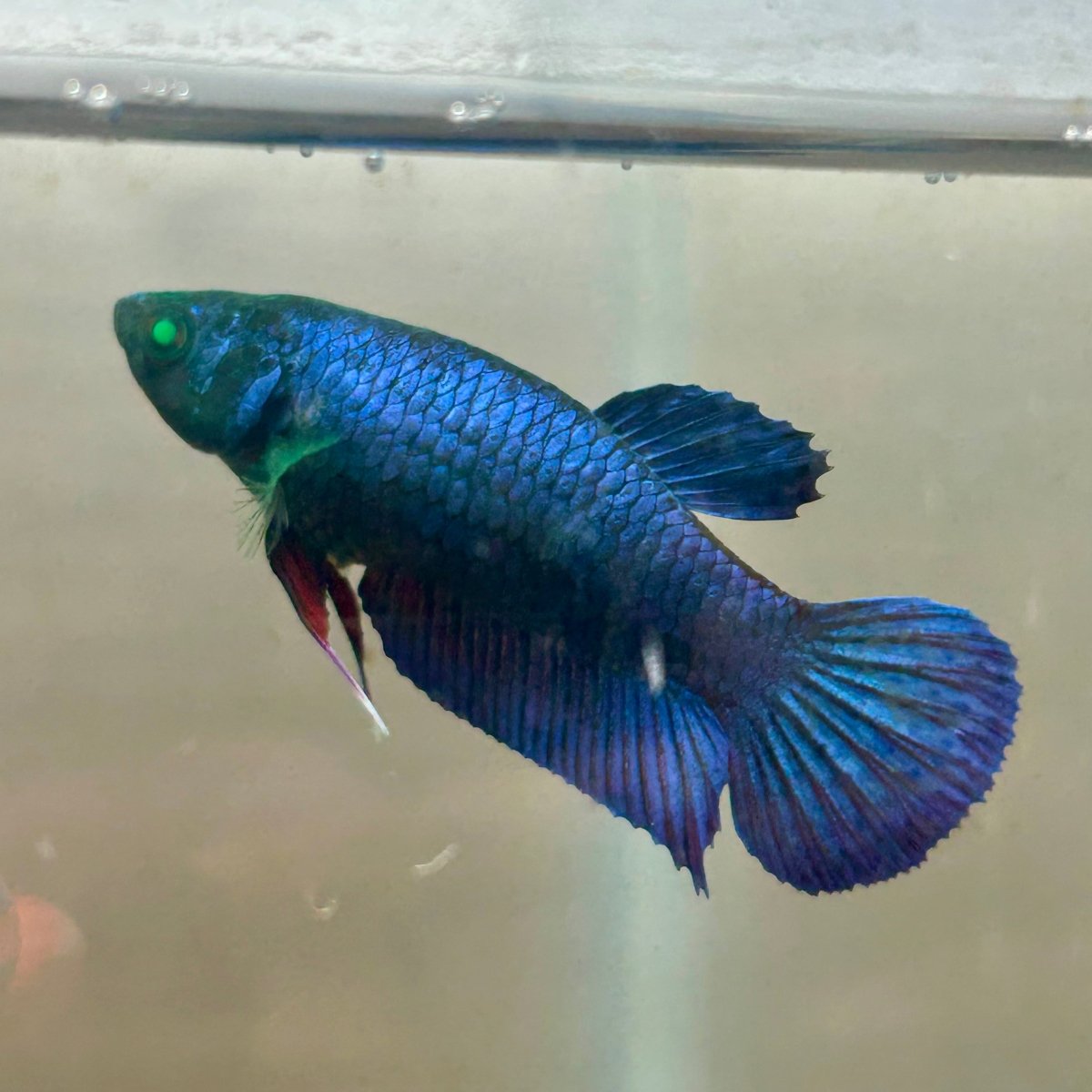 Royal Blue Hybrid Neon Plakat - Female Betta 164