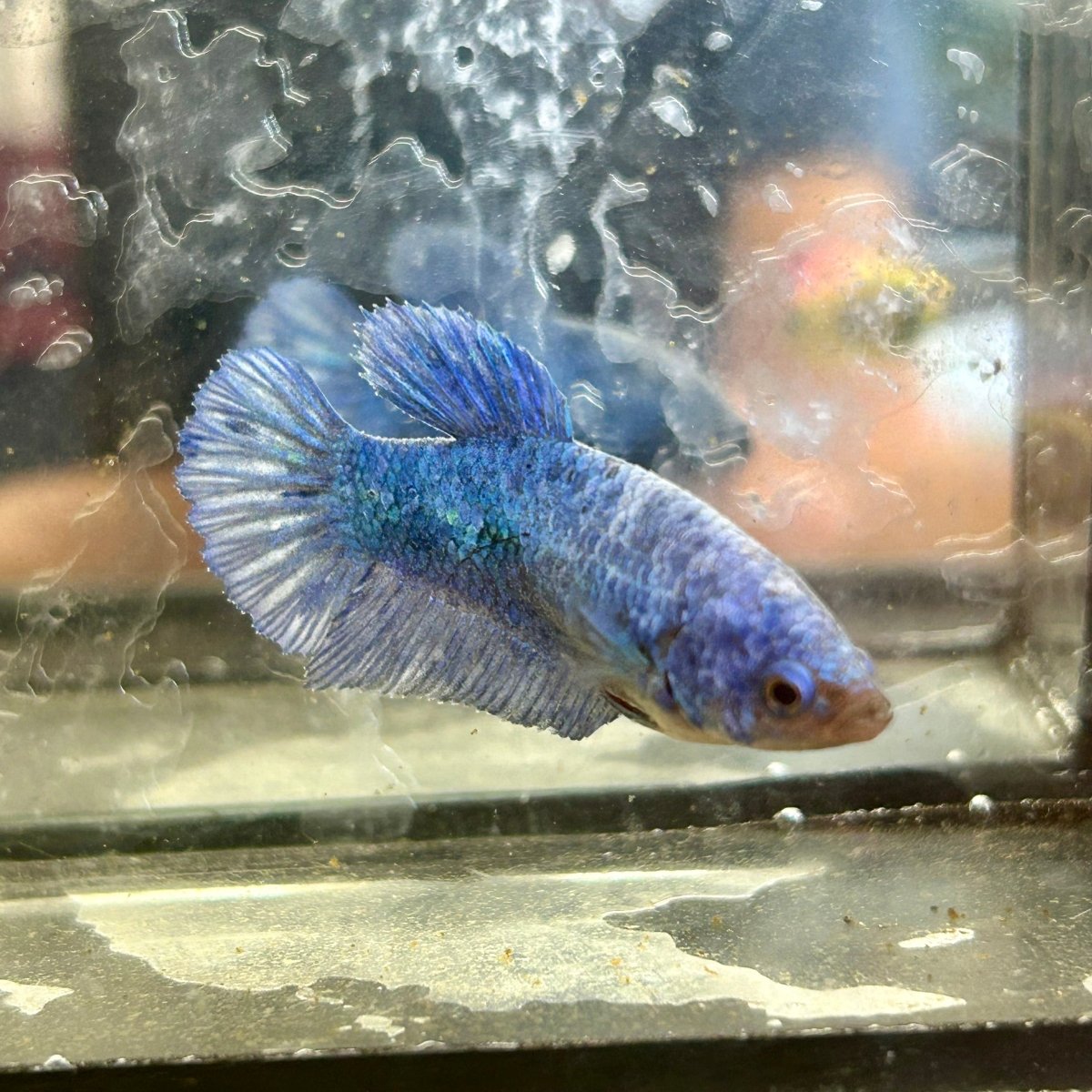 Royal Blue Plakat - Female Betta 002