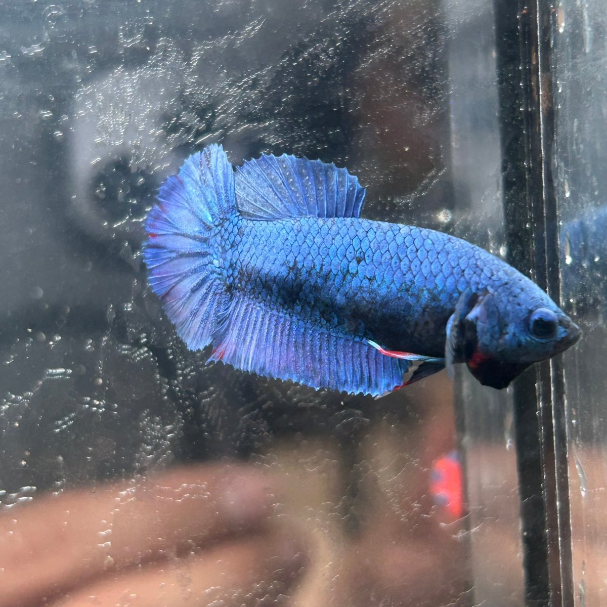 Royal Blue Plakat - Female Betta A18