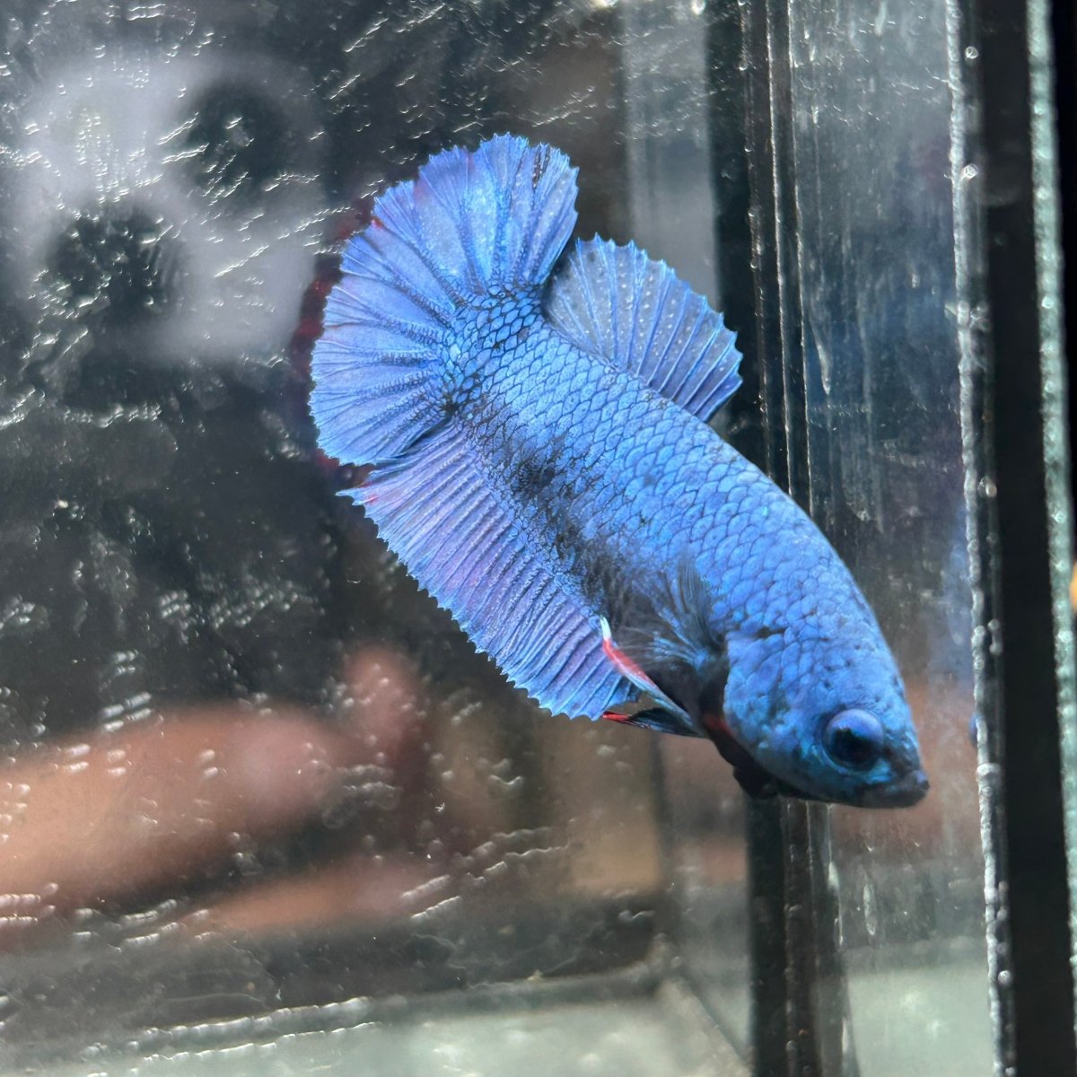 Royal Blue Plakat - Female Betta A18
