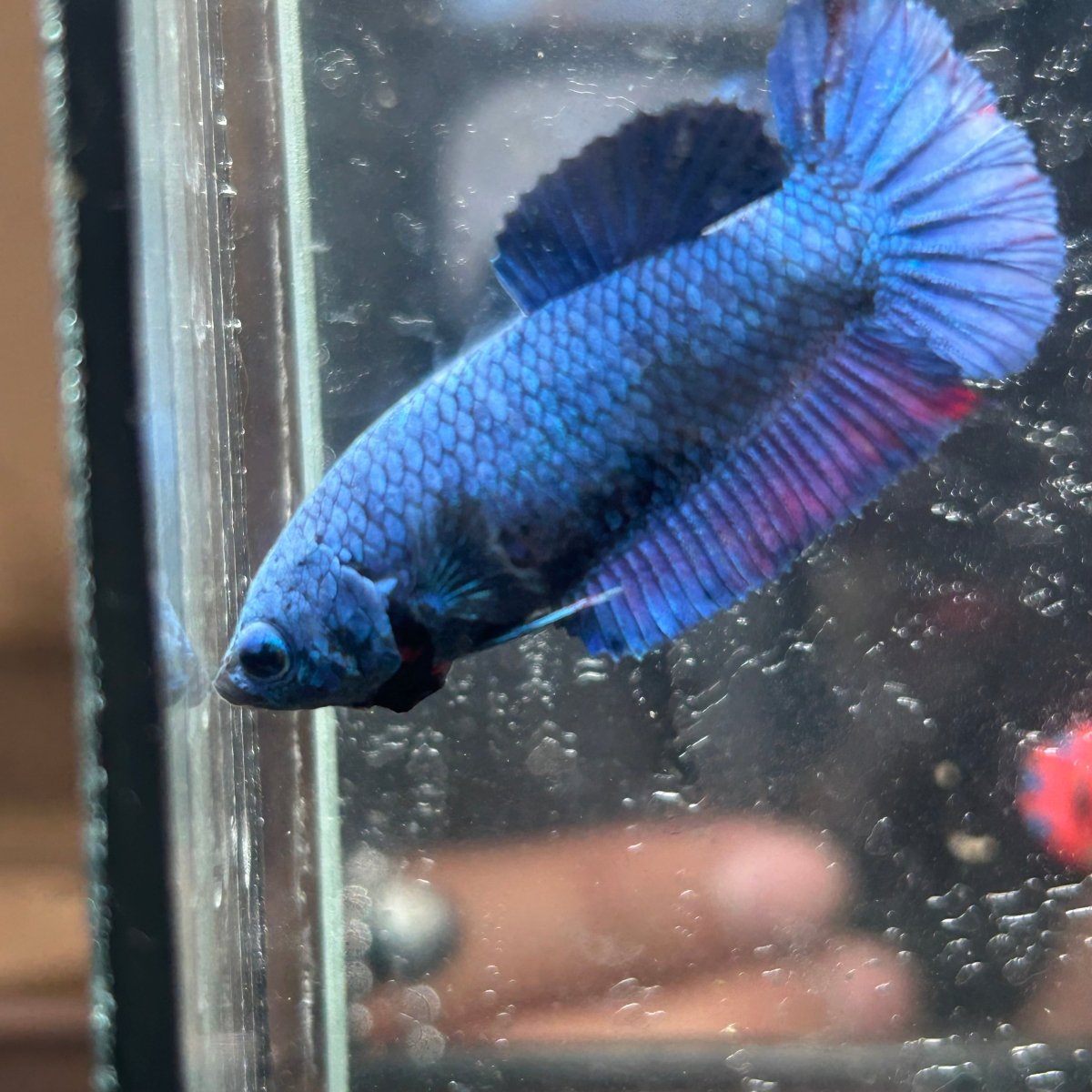 Royal Blue Plakat - Female Betta A18