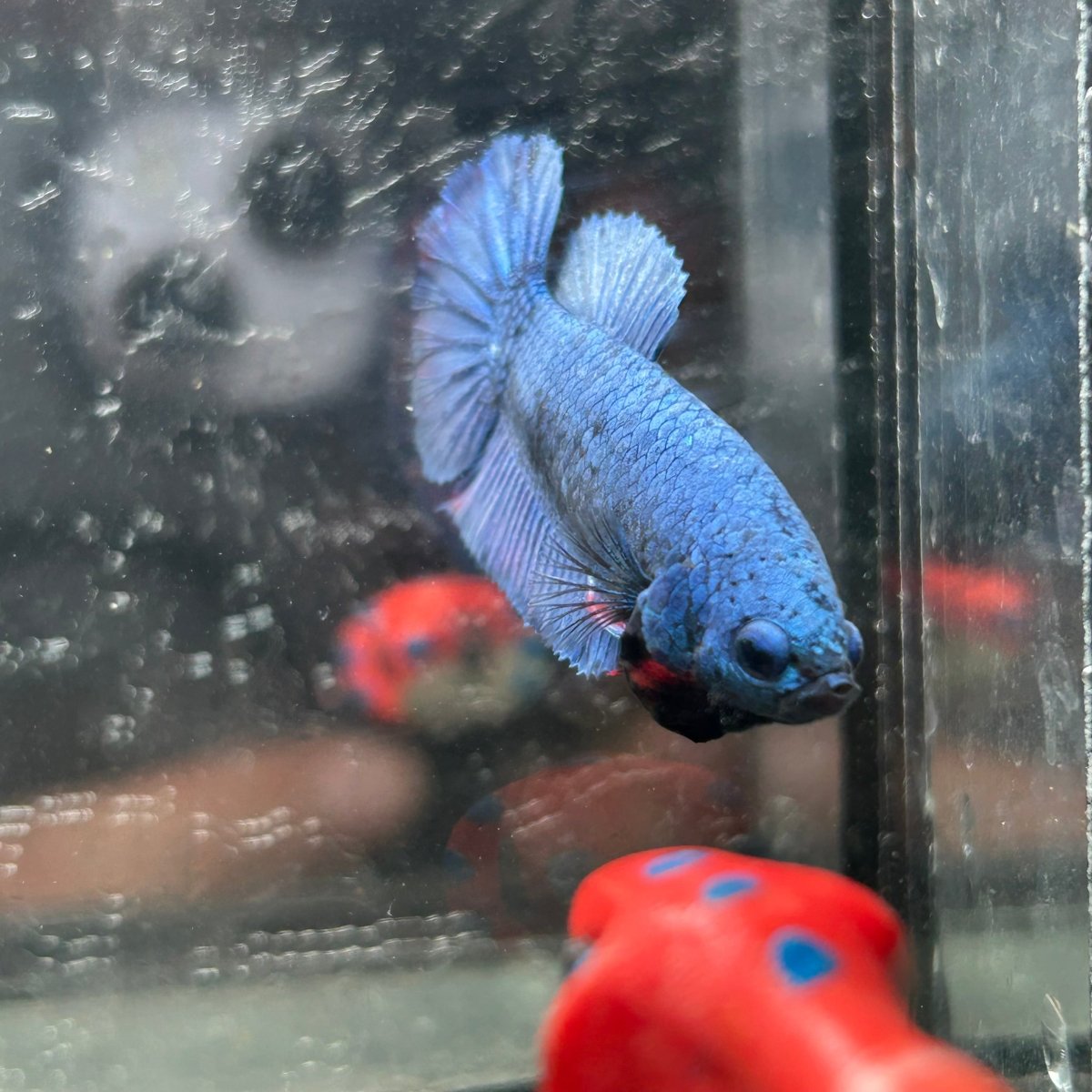 Royal Blue Plakat - Female Betta A18