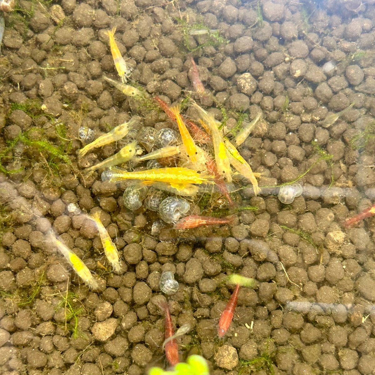 Skittle Neocaridina Shrimp - 10+1 Pack