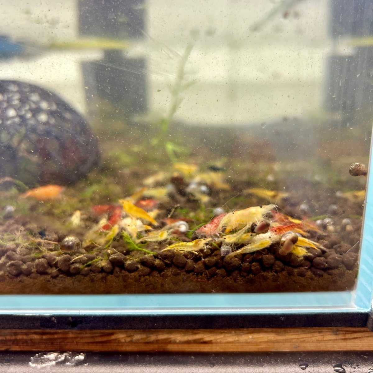 Skittle Neocaridina Shrimp - 10+1 Pack