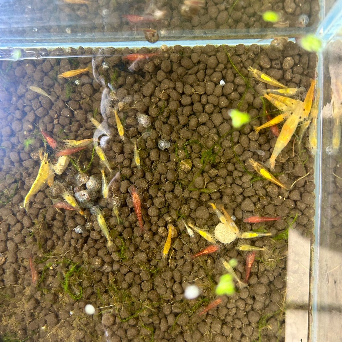 Skittle Neocaridina Shrimp - 10+1 Pack
