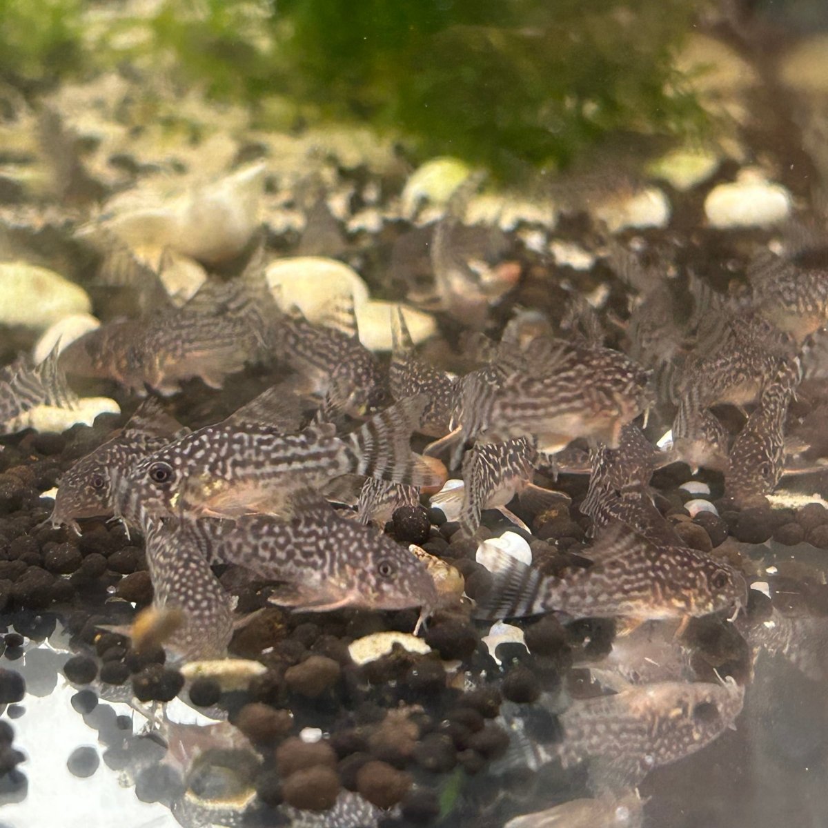 Sterbai Corydoras
