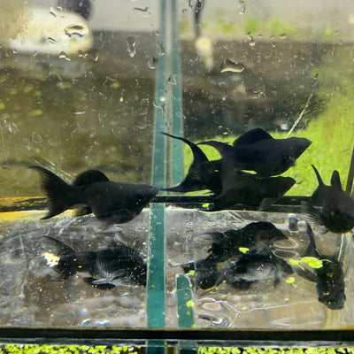 Super Black Balloon Molly Fish for Sale | Live Molly Fish | JustFishyThing Live Molly Fish Male balloon molly