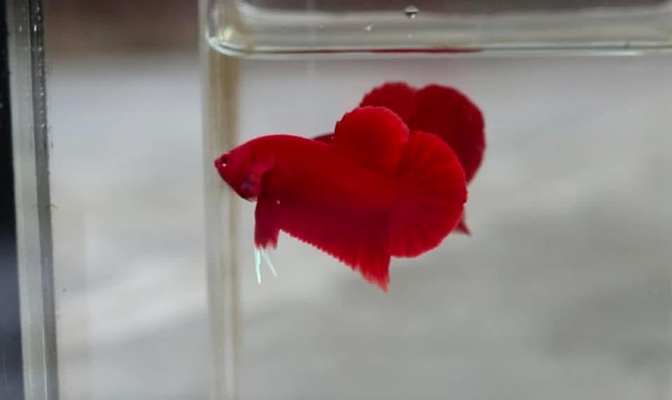Super Red Plakat - Betta