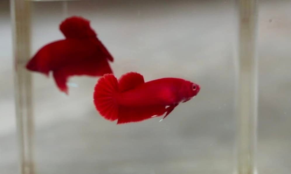 Super Red Plakat - Betta