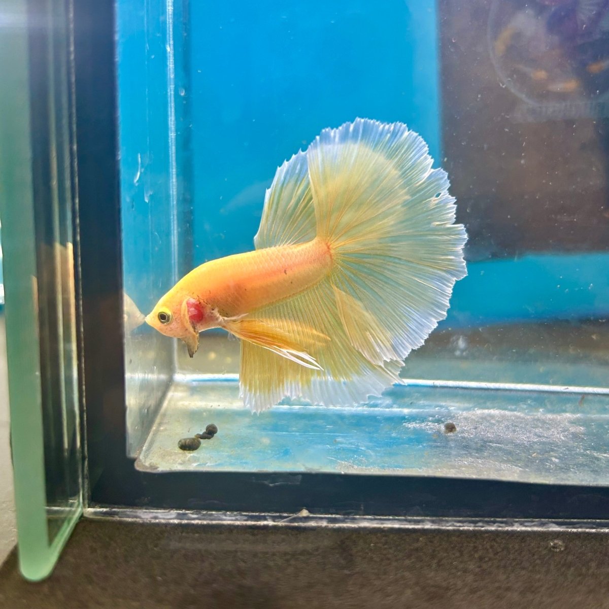 Super Yellow Halfmoon - Male Betta