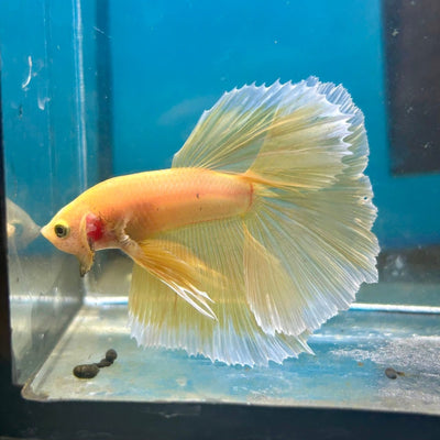 Super Yellow Halfmoon - Male Betta
