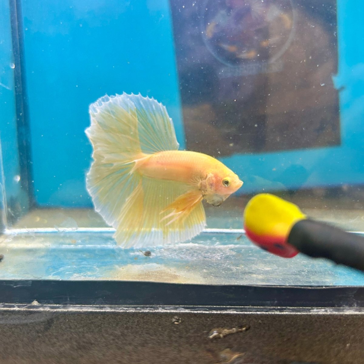 Super Yellow Halfmoon - Male Betta
