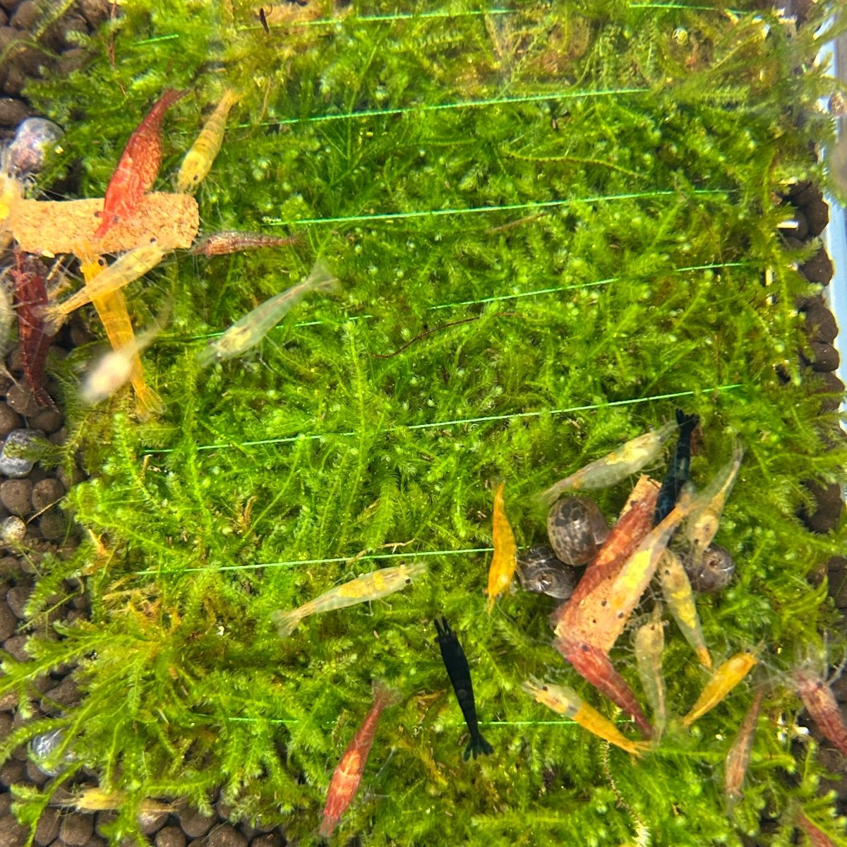 Vesicularia Montagnei on Mat
