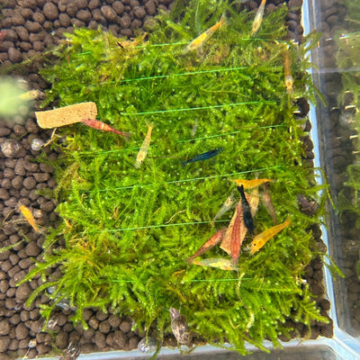 Vesicularia Montagnei on Mat