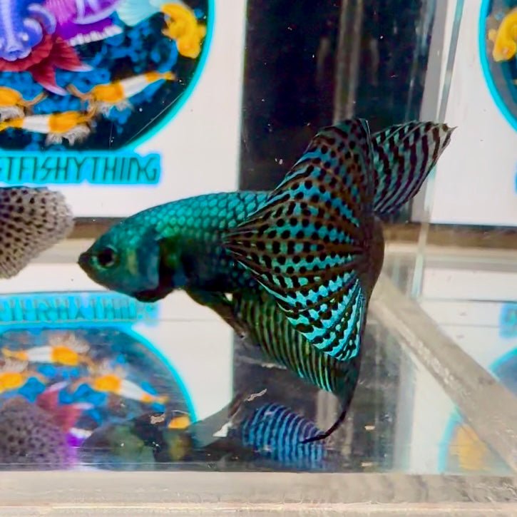 Wild Alien A19 Plakat - Male Betta