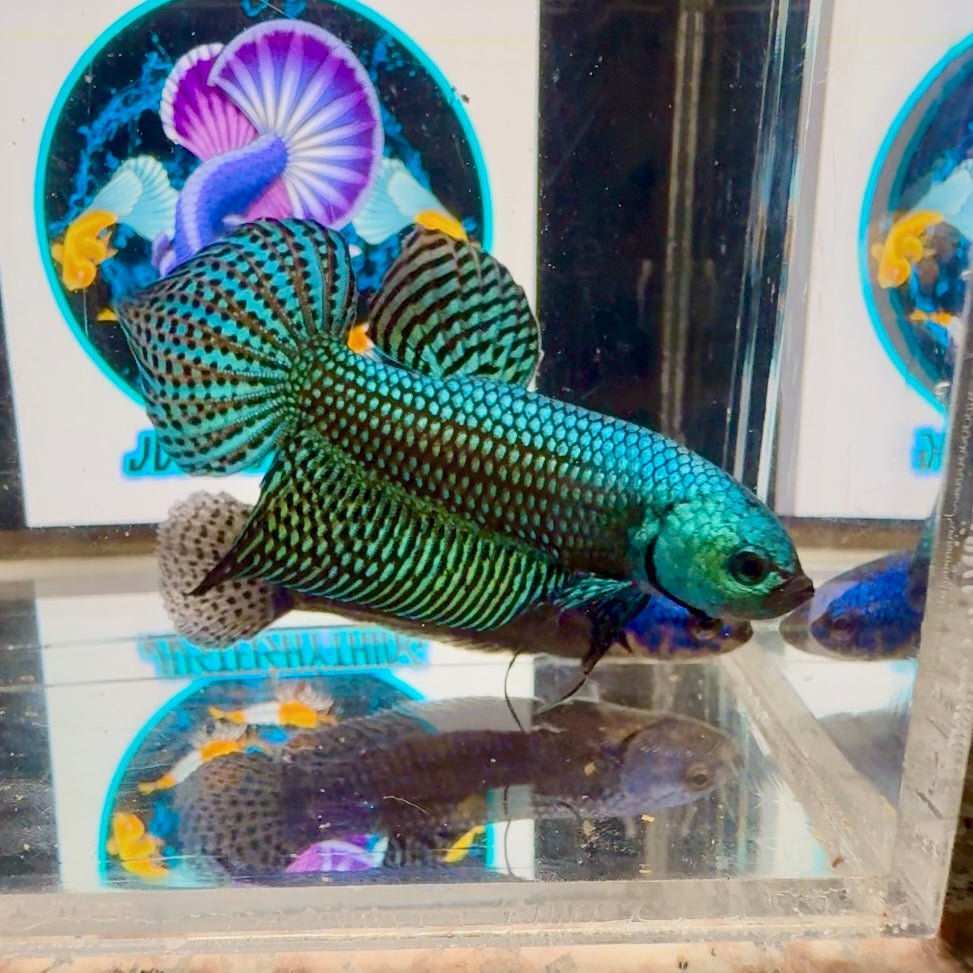 Wild Alien A19 Plakat - Male Betta