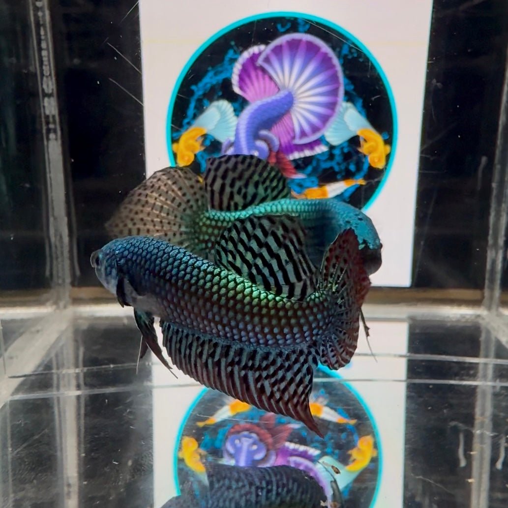 Wild Alien A56 - Male Betta
