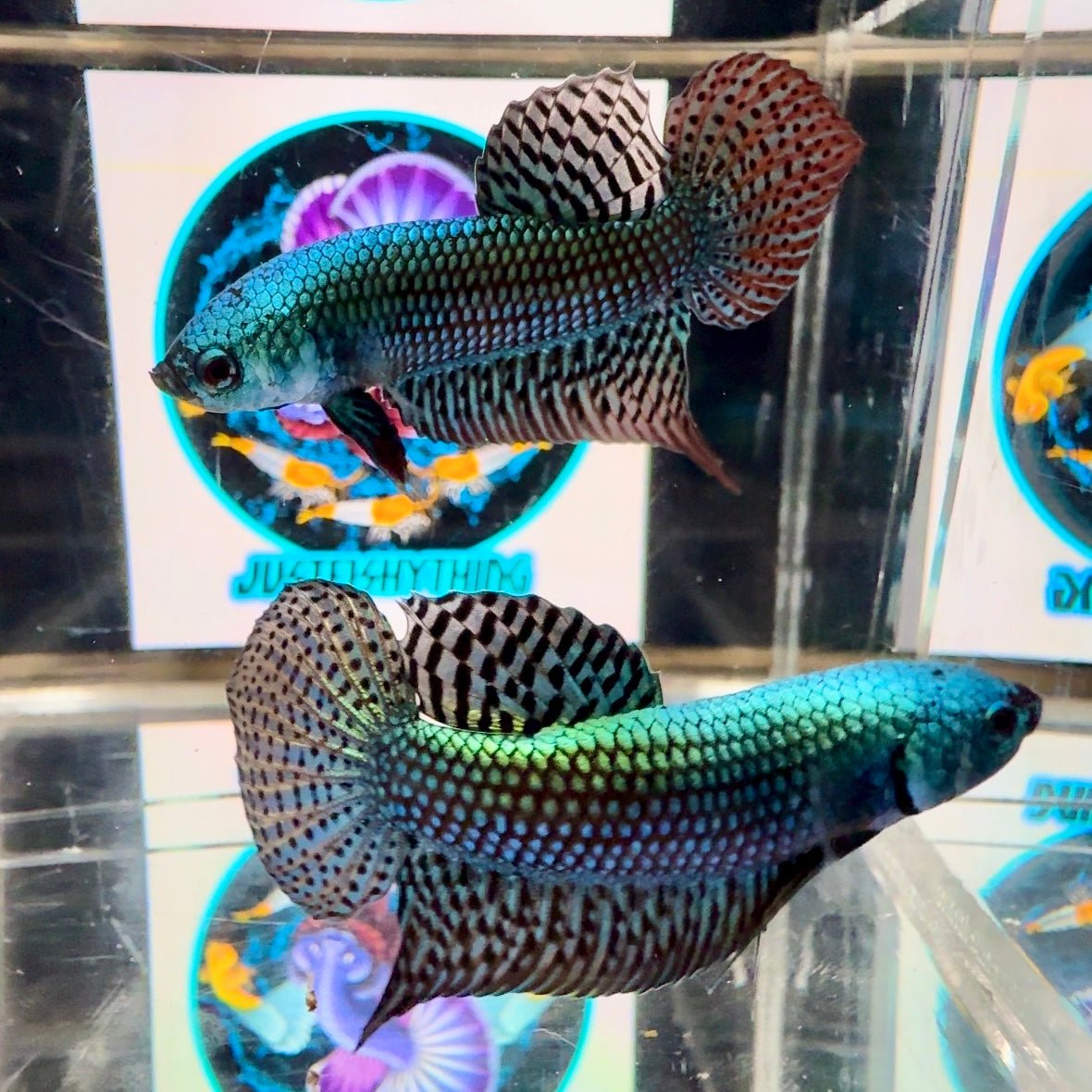 Wild Alien A56 - Male Betta