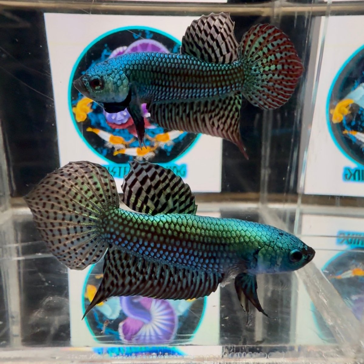 Wild Alien A56 - Male Betta