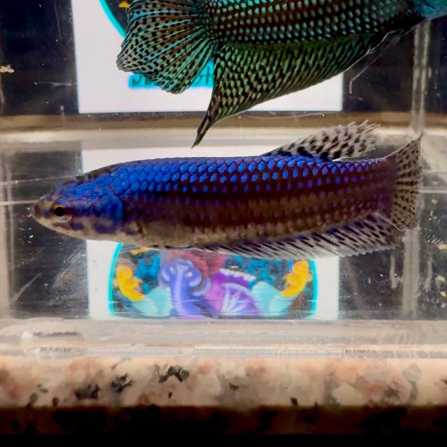 Wild Alien Blue A55 Plakat - Female Betta