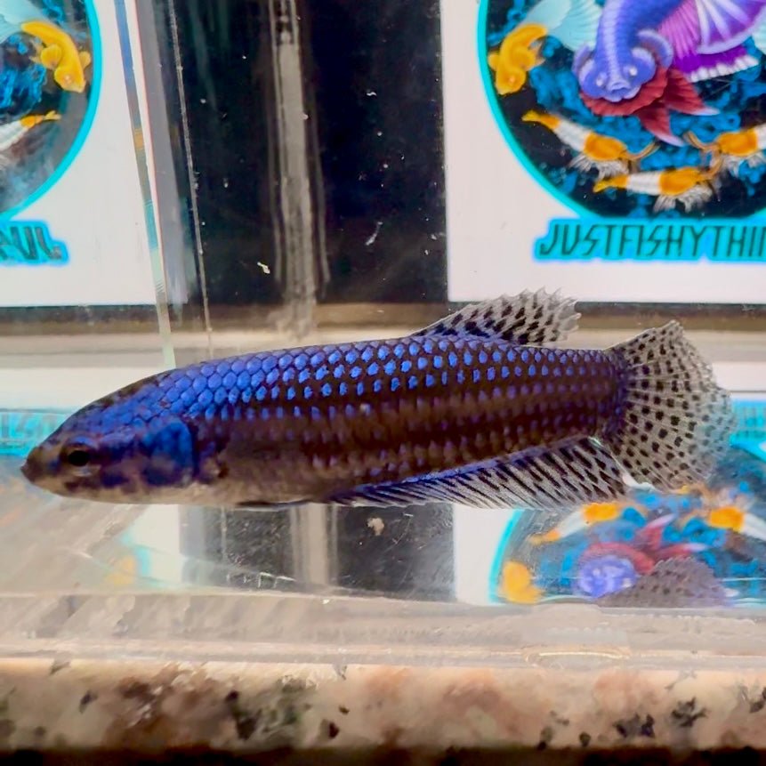 Wild Alien Blue A55 Plakat - Female Betta