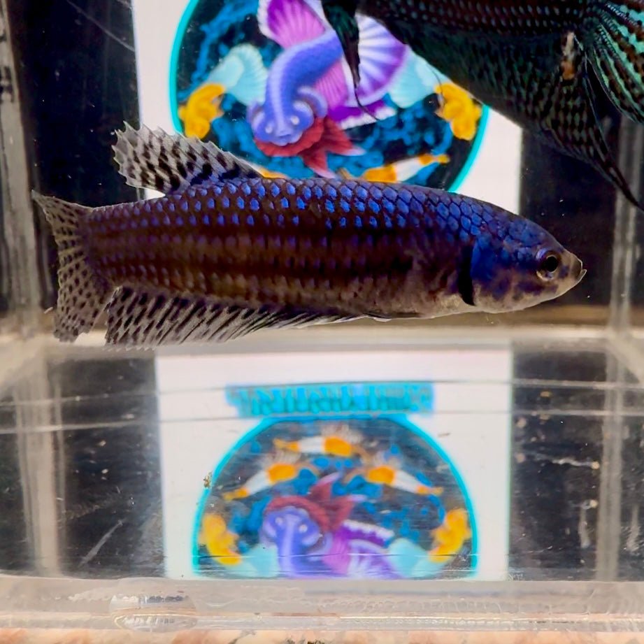Wild Alien Blue A55 Plakat - Female Betta