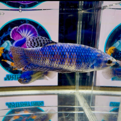 Wild Alien Blue J19 Plakat - Female Betta