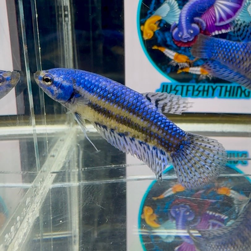 Wild Alien Blue J55 Plakat - Female Betta