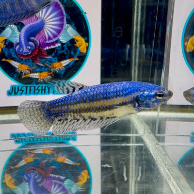 Wild Alien Blue J55 Plakat - Female Betta