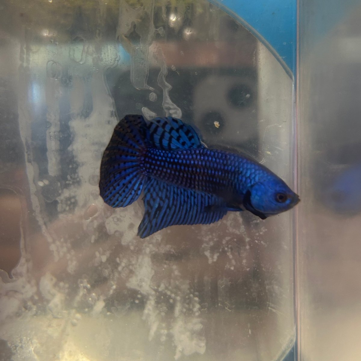 Wild Alien Blue Plakat - Male Betta A81